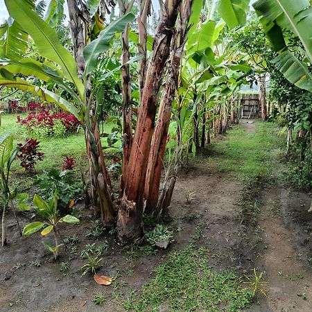 The Daun Puntik Homestay Pemenang المظهر الخارجي الصورة