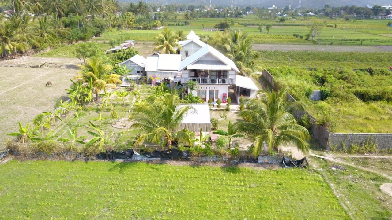 The Daun Puntik Homestay Pemenang المظهر الخارجي الصورة