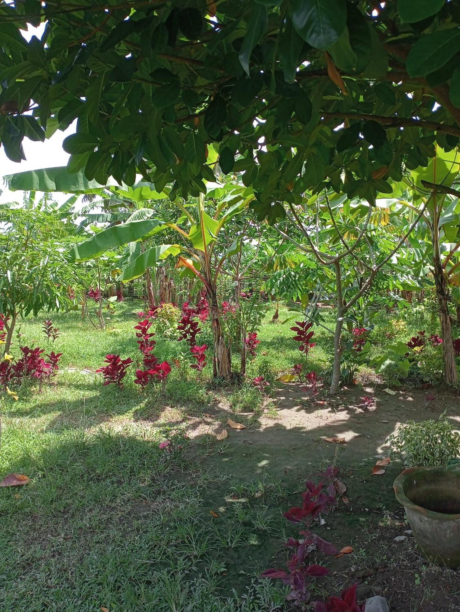 The Daun Puntik Homestay Pemenang المظهر الخارجي الصورة