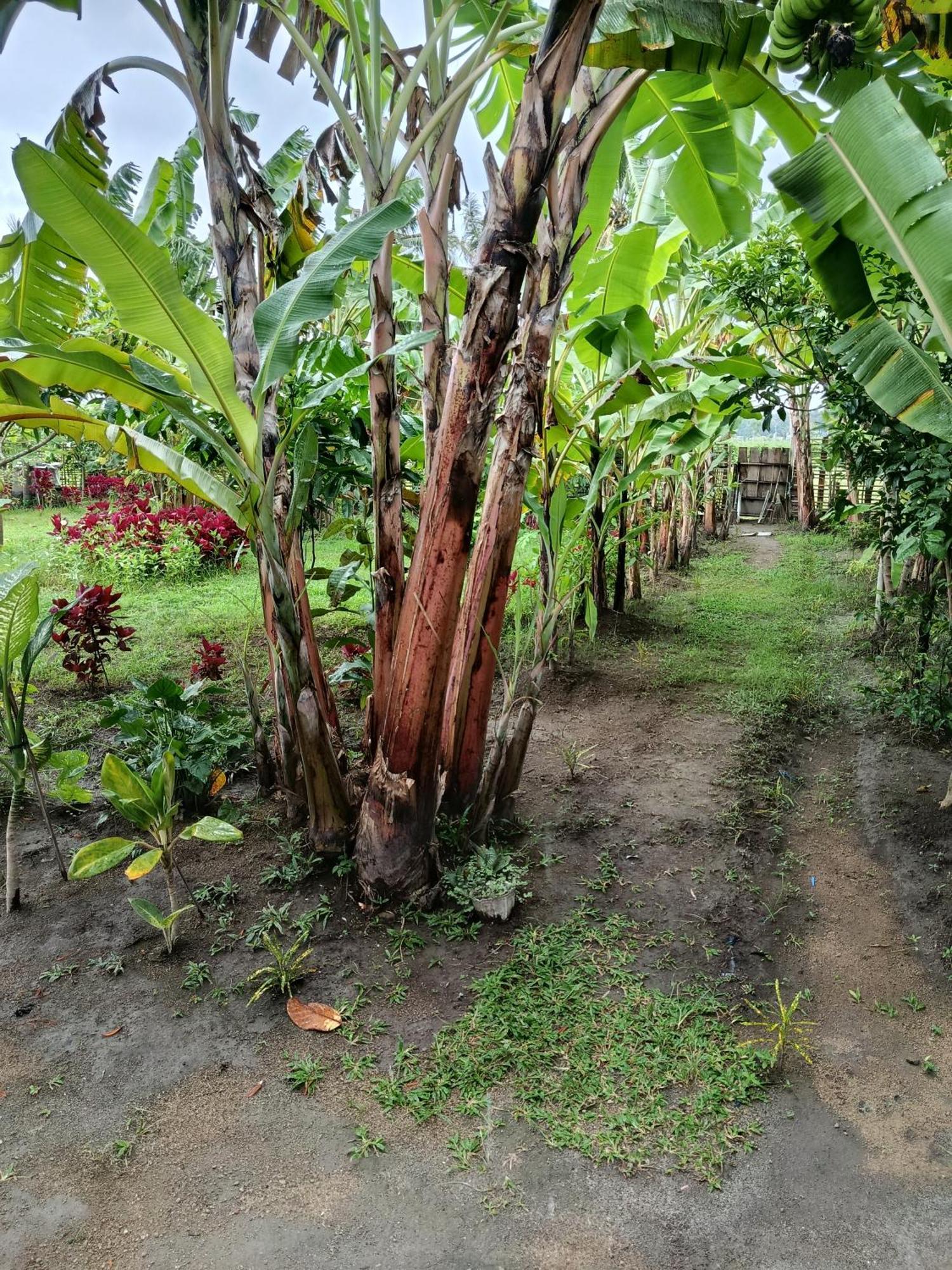 The Daun Puntik Homestay Pemenang المظهر الخارجي الصورة